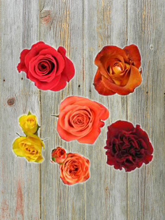 ROSES ALL AROUND  AUTUMN PALETTE  COMBO BOX